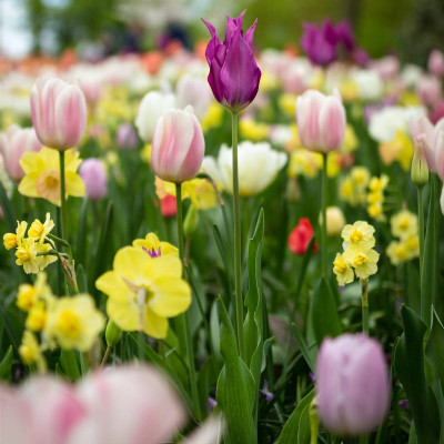 "Piel de Primavera"